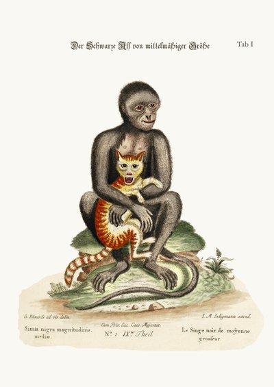 The Middle-Sized Black Monkey by George Edwards